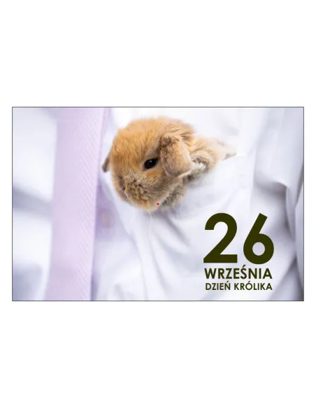 Magnesy na Lodówkę – 26 Września Dzień Królika Pamiątkowe