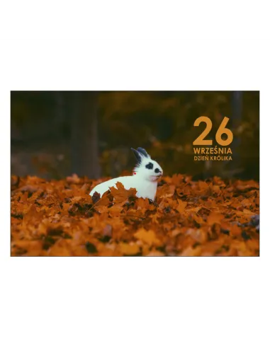 Magnesy na Lodówkę Września Dzień Królika Personalizowany