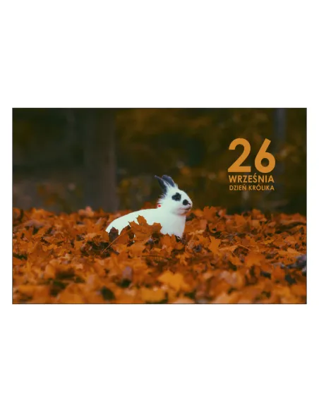 Magnesy na Lodówkę Września Dzień Królika Personalizowany