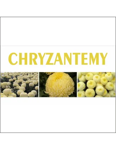 Baner z Nadrukiem Reklamowy Płot Chryzantemy Creamist