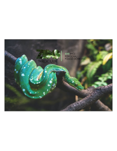 Magnesy na Lodówkę – Wąż,,zoo Zoobacz Pokochaj Pomóż